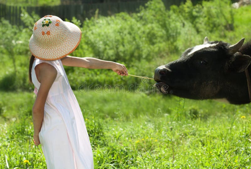 Child and cow