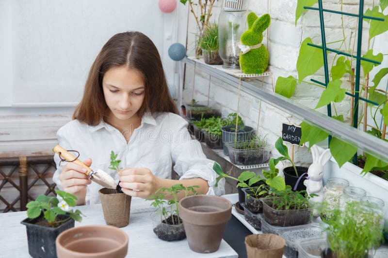 Child cultivates the land around the plant. School environmental education. Earth day concept. Dive flower sprouts into individual royalty free stock photo Child cultivates the land around the plant. School environmental education. Earth day concept. Dive flower sprouts into individual royalty free stock photo