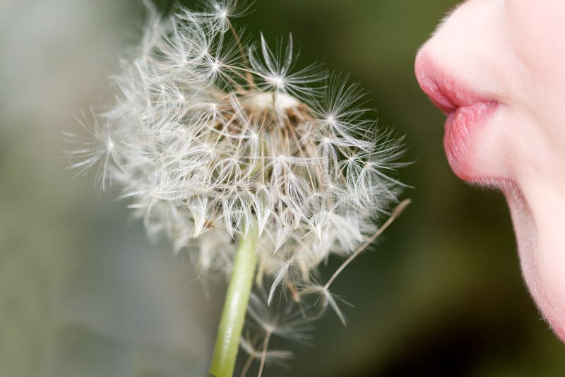 Child and dandelion