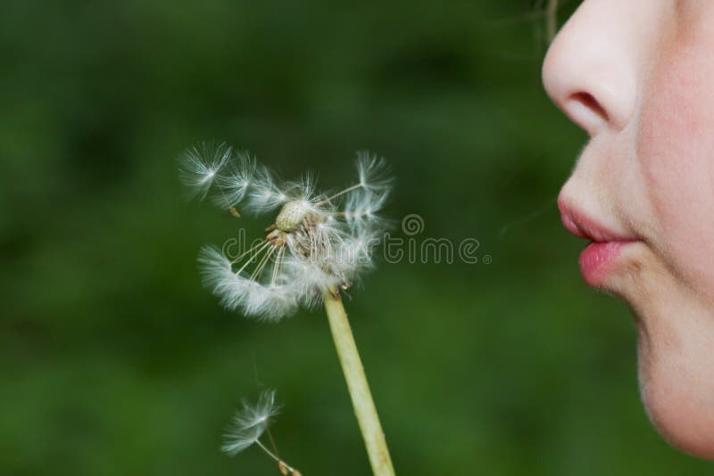 Child with dandelion