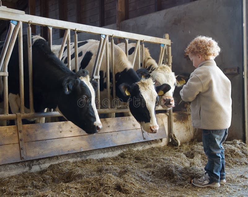 Pequeno chico (3) alimentación tres vacas heno en estable.