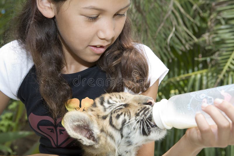 Child feeding baby tiger