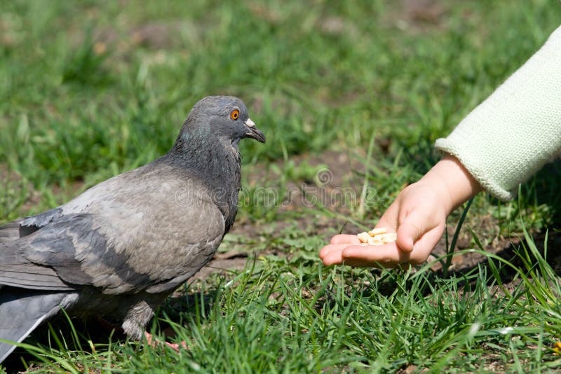 Child is feeding a bird royalty free stock photo Child is feeding a bird royalty free stock photo
