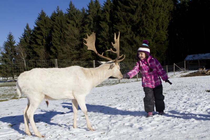 Child feeding deer in winter