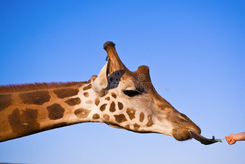 Child Feeding A Giraffe stock photo. Image of head, eating 528062