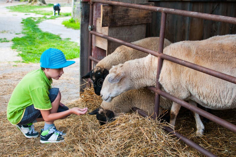 Child feeding sheep royalty free stock photography