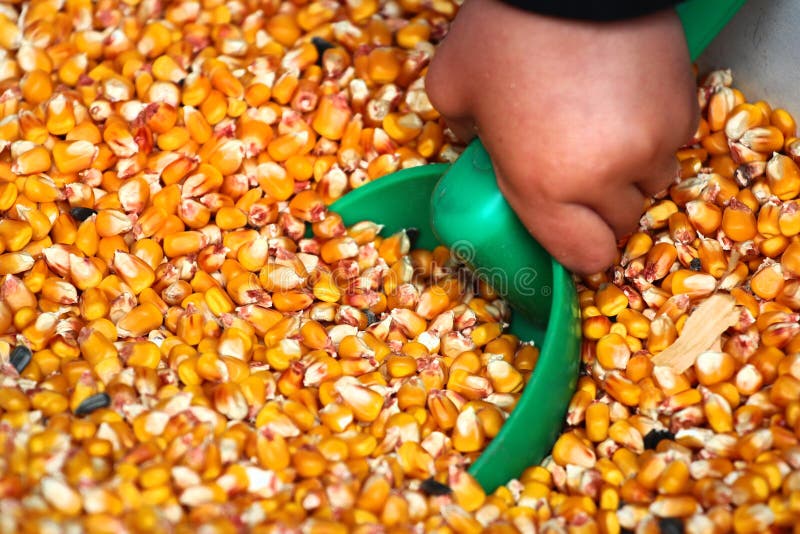 Child hand with scoop and corn seeds stock images Child hand with scoop and corn seeds stock images