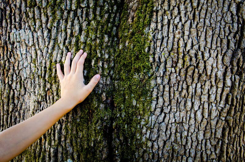 Child hand on a tree trunk