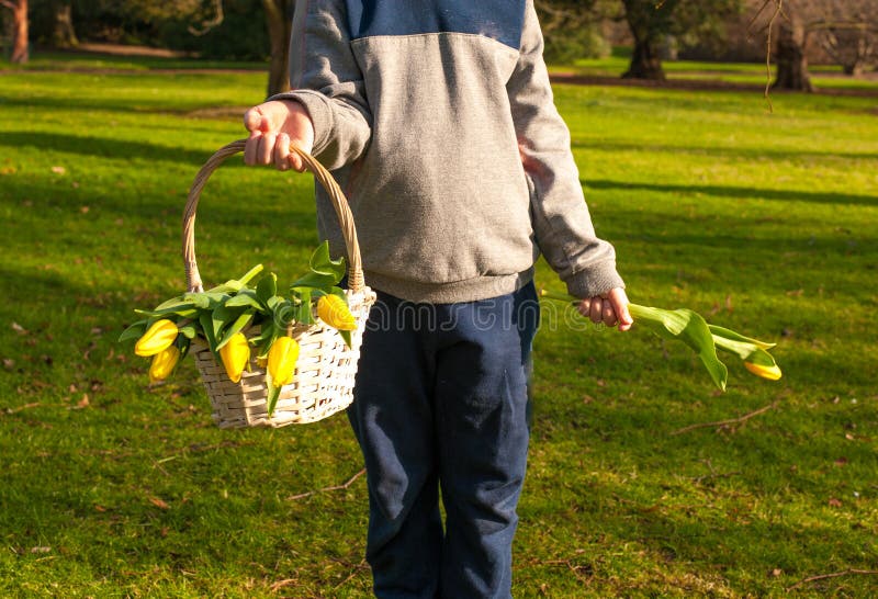 Child hands holding a basket with spring yellow tulips in sunny royalty free stock photos Child hands holding a basket with spring yellow tulips in sunny royalty free stock photos