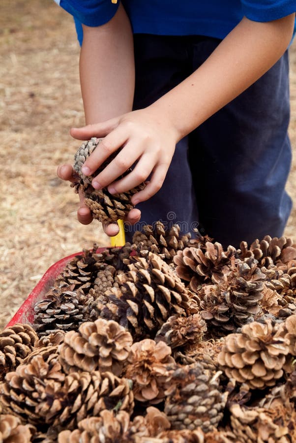 child-harvesting-pine-cones-stock-image-image-of-people-caucasian
