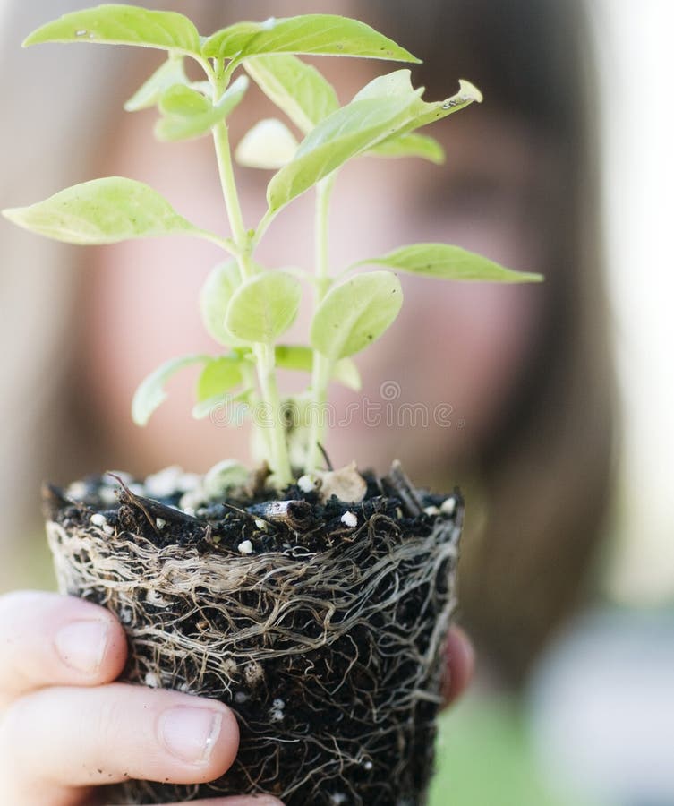 Child holding small new budding plant