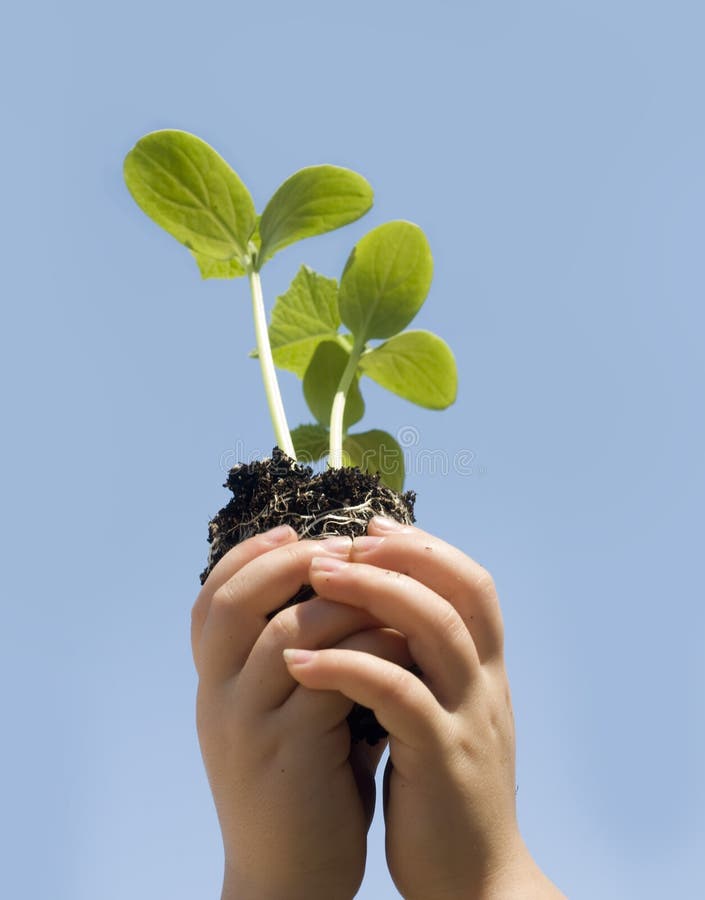 Child holding small new budding plant