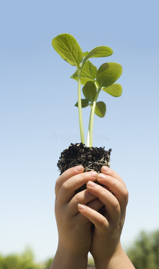 Child holding small new budding plant