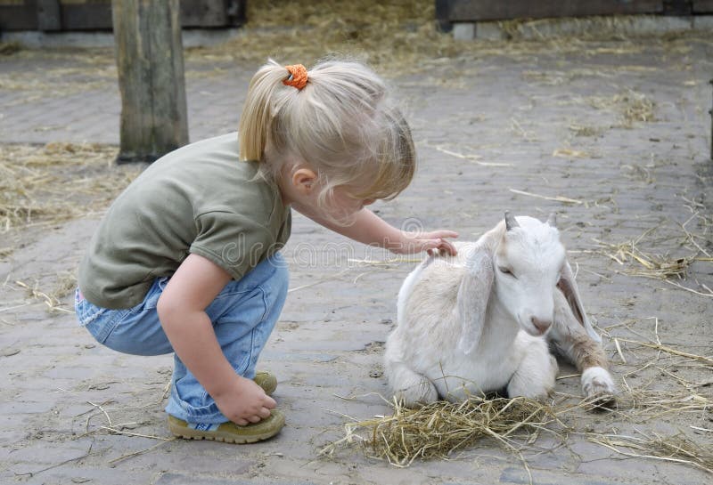 Child and little goat 1 stock photo. Image of toddler 1302736