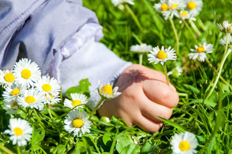Child picking daisies stock image. Image of ground, bright 9729681