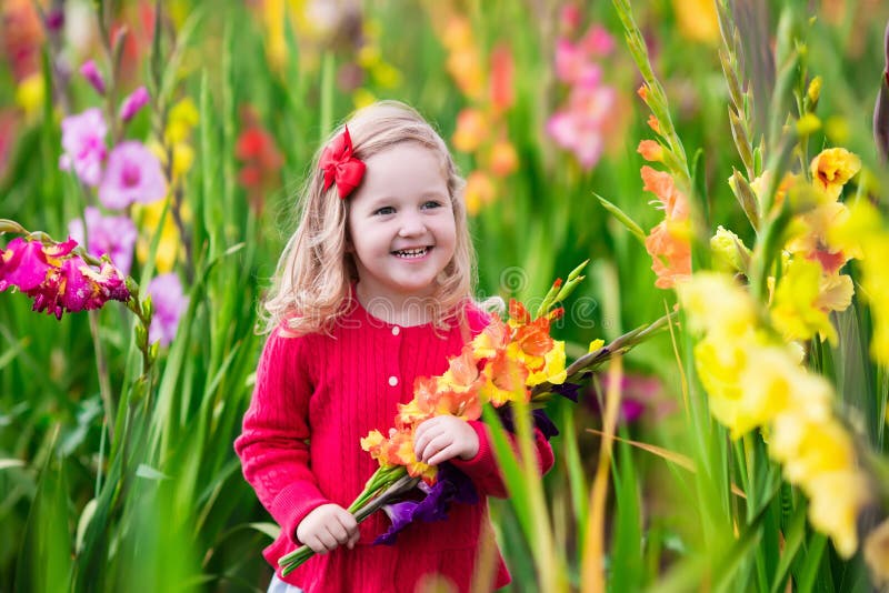 Child Picking Fresh Gladiolus Flowers Stock Photo - Image ...