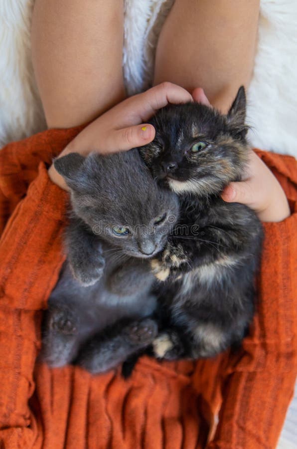 Child playing with kittens at home. Selective focus. royalty free stock photo