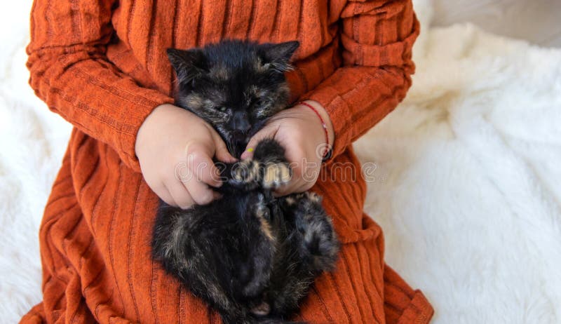 Child playing with kittens at home. Selective focus. royalty free stock images