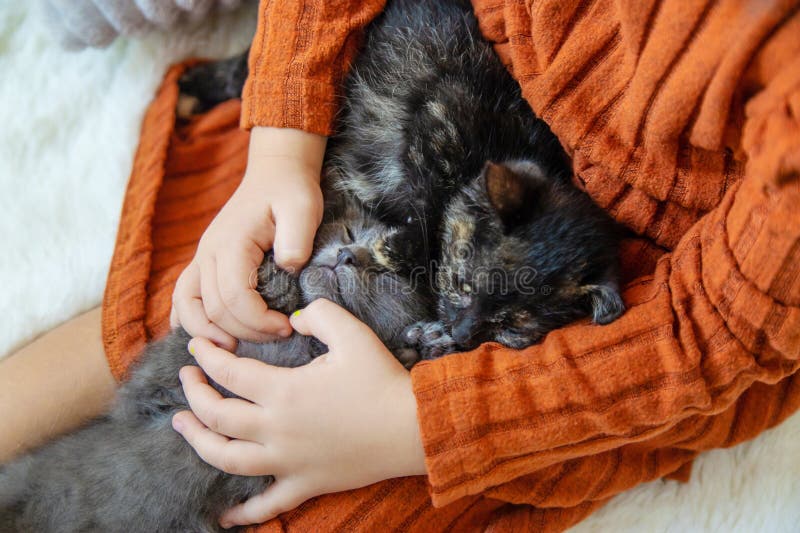 Child playing with kittens at home. Selective focus. royalty free stock photography