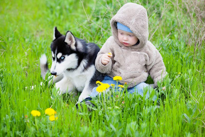 Child with puppy husky