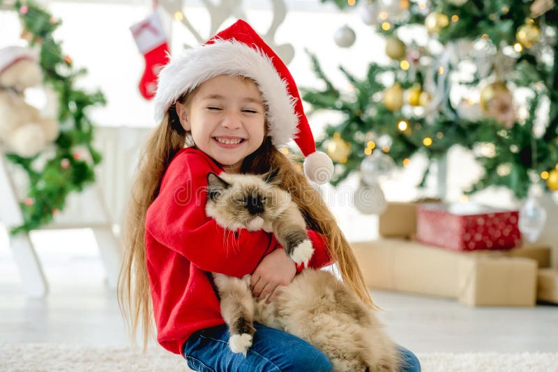Child with Ragdoll Cat in Christmas Time Stock Image - Image of ...