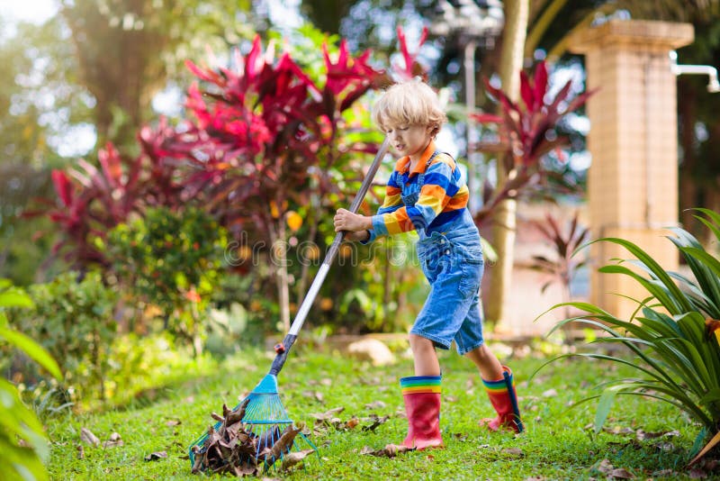 Raking leaf pile stock image. Image of maple, rake, leaf - 45856201