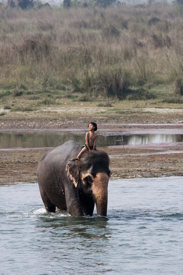 A Child Riding On Elephant Editorial Photography Image 8370847