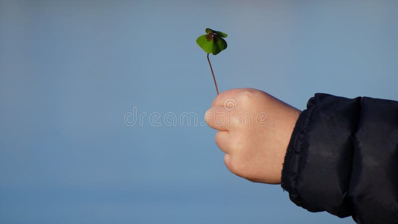 Child`s hand holding a Four Leaf Clover against a Blue Sky royalty free stock photography Child`s hand holding a Four Leaf Clover against a Blue Sky royalty free stock photography