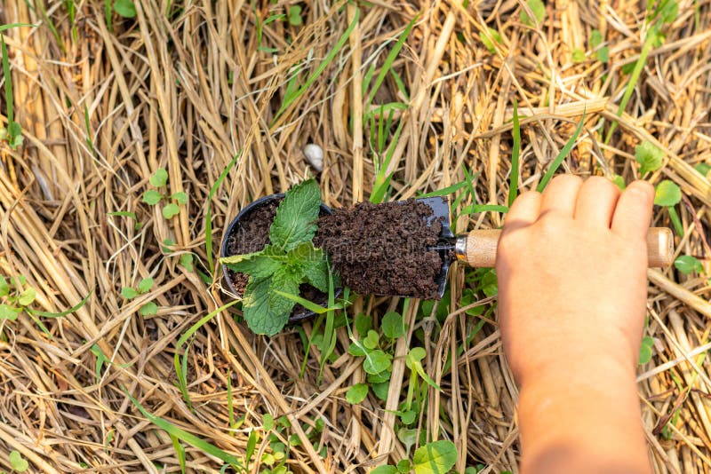 Child`s hand holding small sh.ovel and while transplanting plant royalty free stock photography Child`s hand holding small sh.ovel and while transplanting plant royalty free stock photography