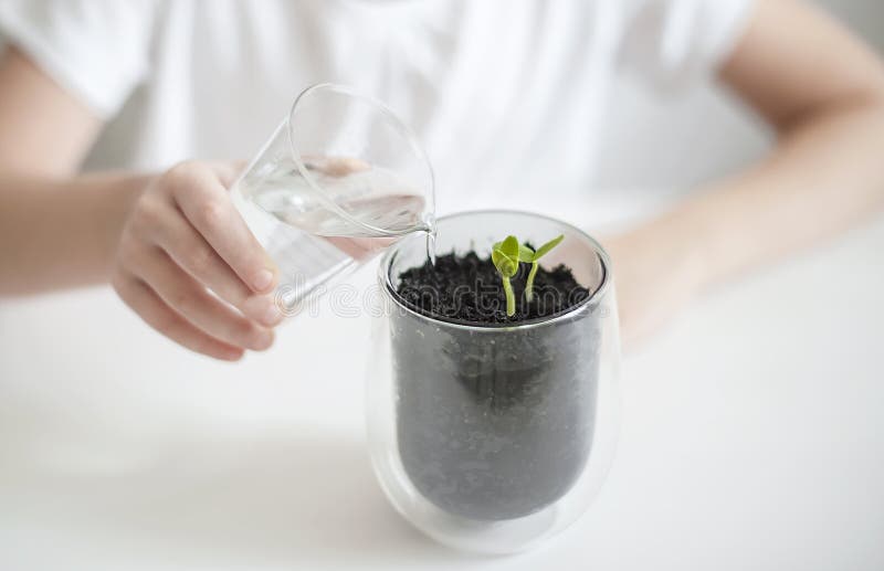 Child`s hand is holding a transparent glass with water. Agriculture. Plant seedling. Nurturing and watering young baby plants