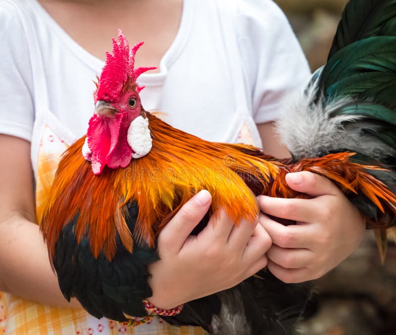 Child s hand hugging rooster