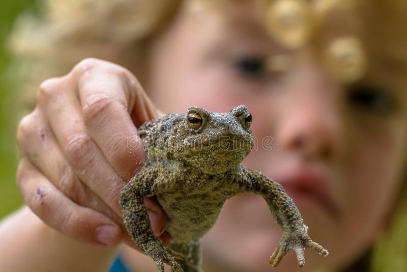 Child showing a Common toad