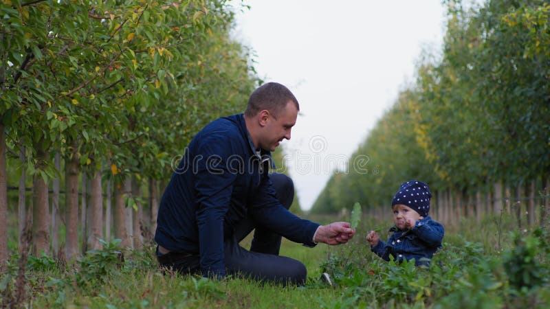 childhood, little boy holds plant in his hands and bites it while sitting on green grass with his male parent in an