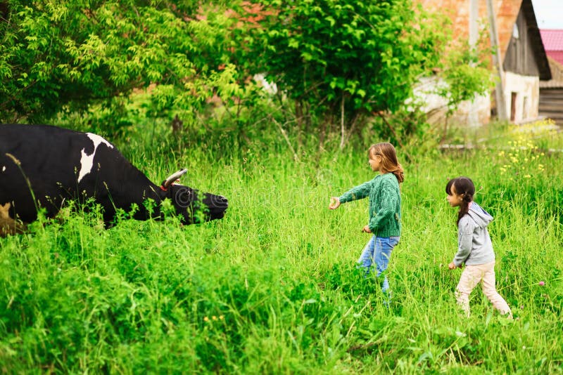 Kids feeding cow on a farm stock photo. Image of cowgirl 60119668