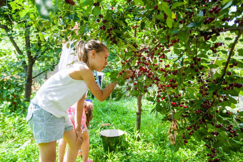 Children Harvest Cherry Fruit Stock Image - Image of people, farmer ...