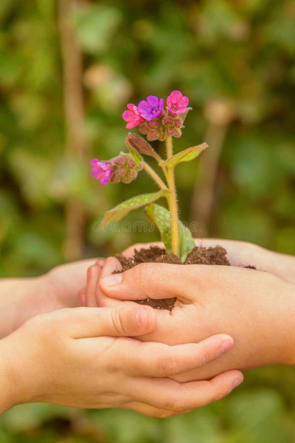 Children are holding a flower growing in the ground.