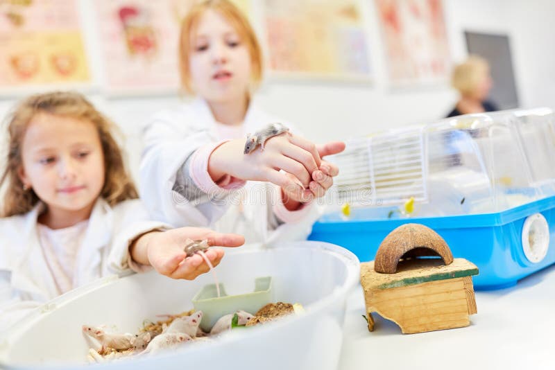Children Keep Mice in Elementary School Biology Class Stock Image
