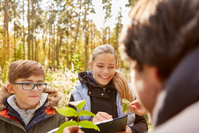 Children learn tree science from the forester and look at leaves on forest school days. Children learn tree science from the forester and look at leaves on forest school days