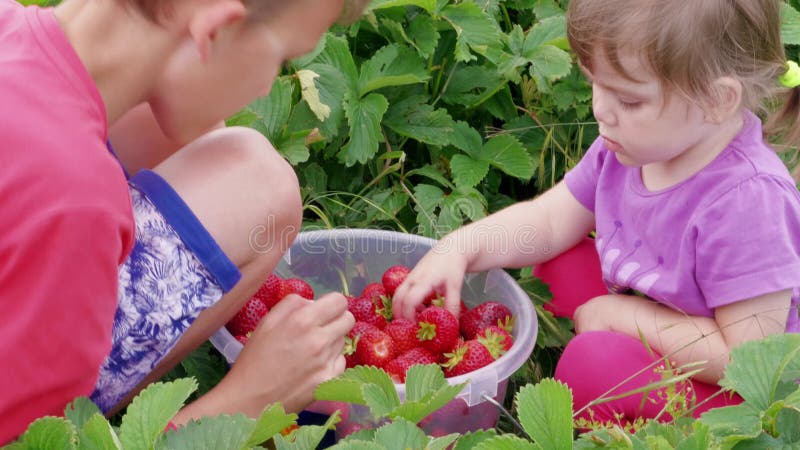 Children sort out strawberries in bucket at garden together