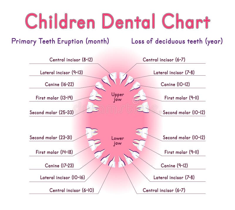 Children Teeth anatomy stock vector. Illustration of mouth - 67534037