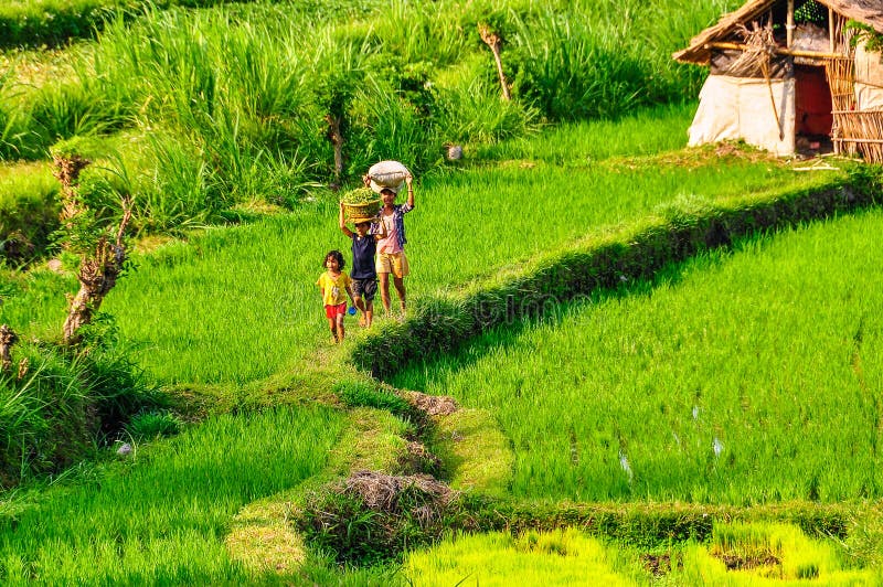 Children walking on rice field near Tirtagangga in Bali, Indonesia royalty free stock photography Children walking on rice field near Tirtagangga in Bali, Indonesia royalty free stock photography