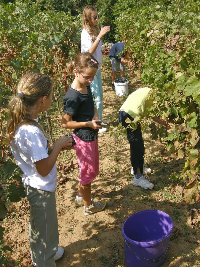 Children work in the vineyard