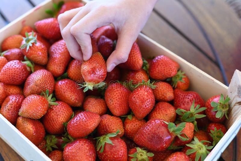 Childs hand picking out one strawberry from a crate of strawberries. Childs hand picking out one strawberry from a crate of strawberries