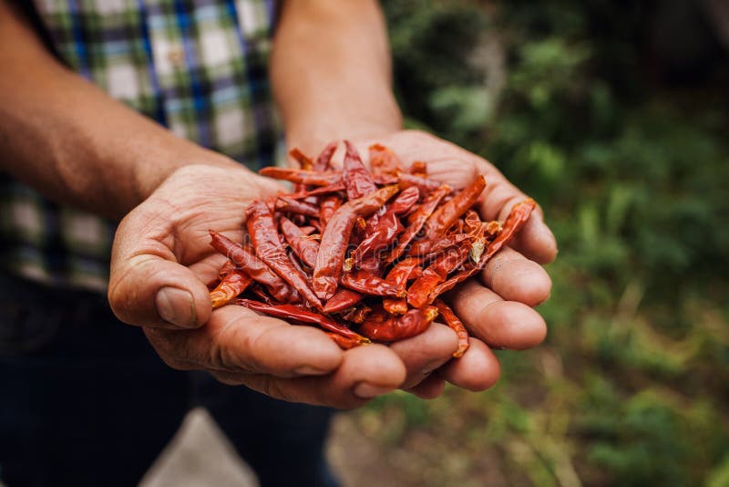 Chile Guajillo, mexikantorkad chilipeppar, Sorteringar av chilipaprika i bonden Hands i Mexiko royaltyfri foto