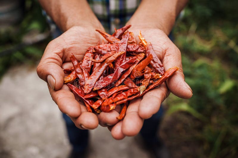 Chile Guajillo, mexikantorkad chilipeppar, Sorteringar av chilipaprika i bonden Hands i Mexiko royaltyfria bilder