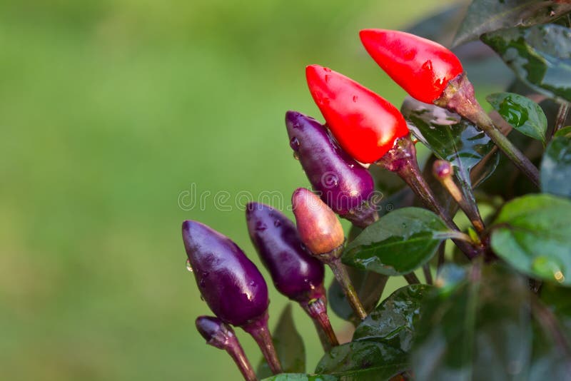 Chile vegetal con pequeños púrpura y rojo. imagen de archivo libre de regalías Chile vegetal con pequeños púrpura y rojo. imagen de archivo libre de regalías