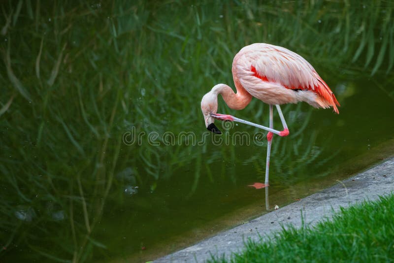 Chilean Flamingo Bird Scratching Head