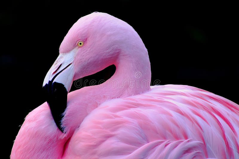 Chilean Flamingo royalty free stock image
