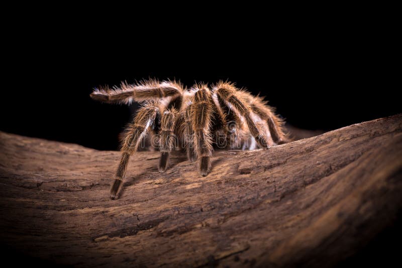 Chileense Rose Tarantula-spin royalty-vrije stock afbeelding Chileense Rose Tarantula-spin royalty-vrije stock afbeelding
