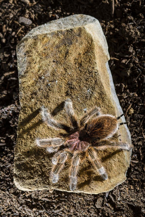 Chileense roze tarantula op een rots donkere achtergrond royalty-vrije stock foto Chileense roze tarantula op een rots donkere achtergrond royalty-vrije stock foto